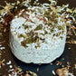 Brie-ish with Red Clover & Lemon Verbena (Limited Edition)